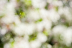 20110418_20110418-_MVE5331